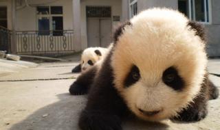 大熊猫与小熊猫有何区别吗